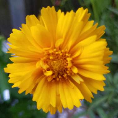 Tara's garden