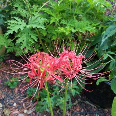 Red Spider Lily