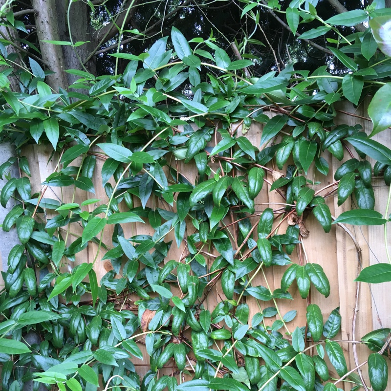 Plant image Lonicera henryi 'Copper Beauty'