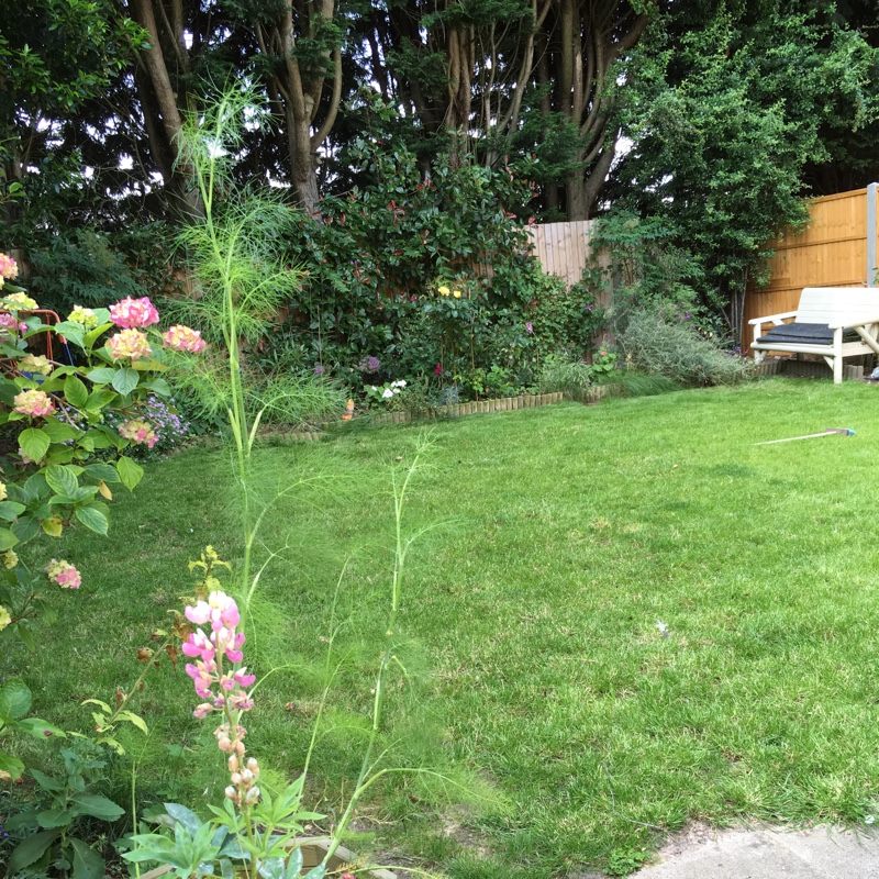 Julie's garden