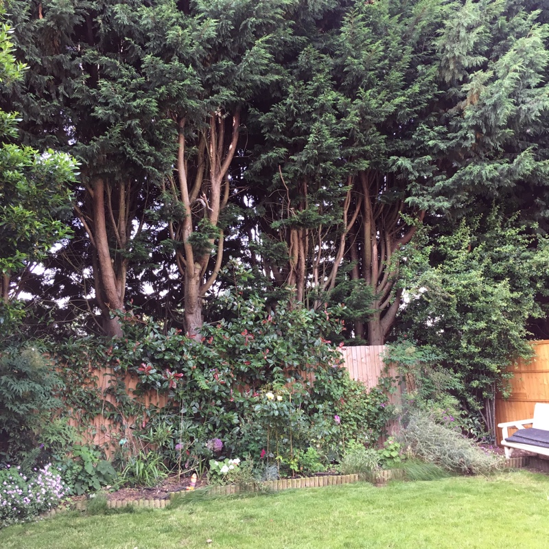 Julie's garden