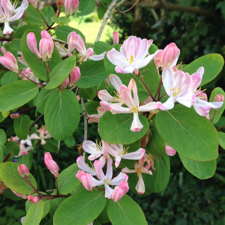 plant image 360495