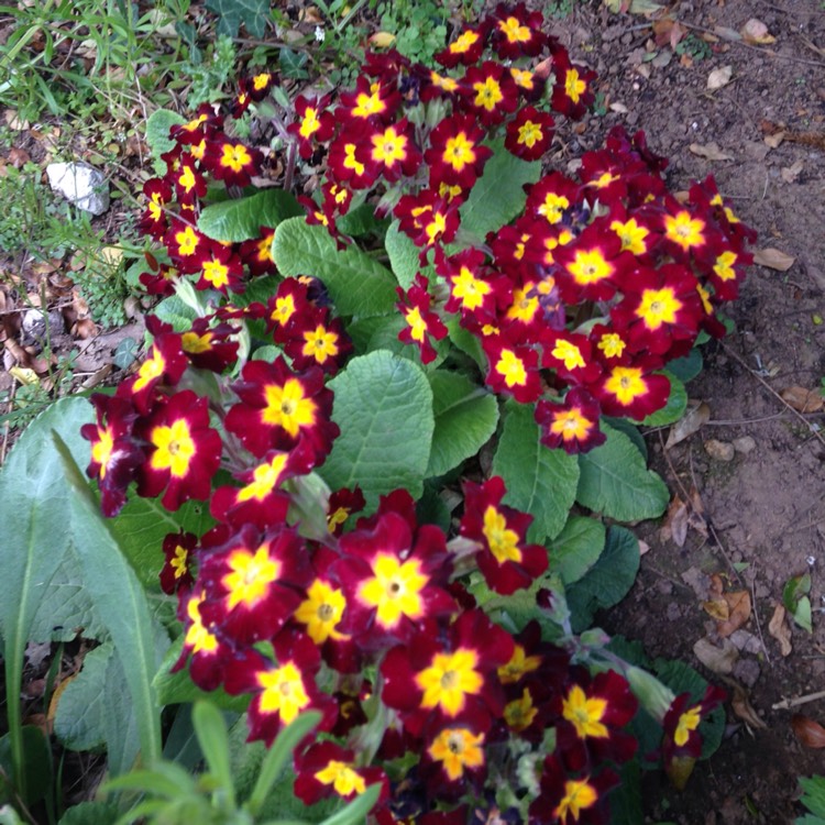 plant image 360751