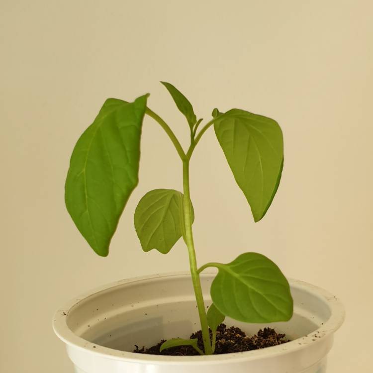 Plant image Capsicum baccatum 'Bishop's Crown'