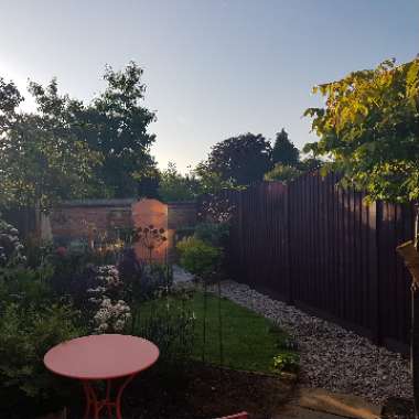 Russell's garden