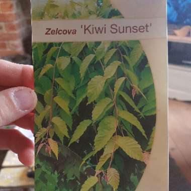Zelkova 'Kiwi Sunset'