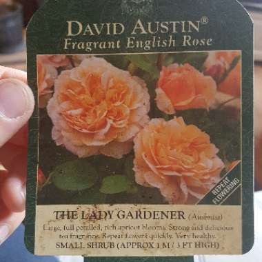 Rose 'The Lady Gardener' (Shrub)