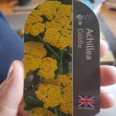 Woolly Yarrow 'Goldie'