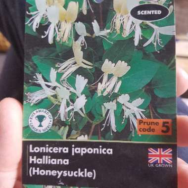 Honeysuckle 'Halliana'
