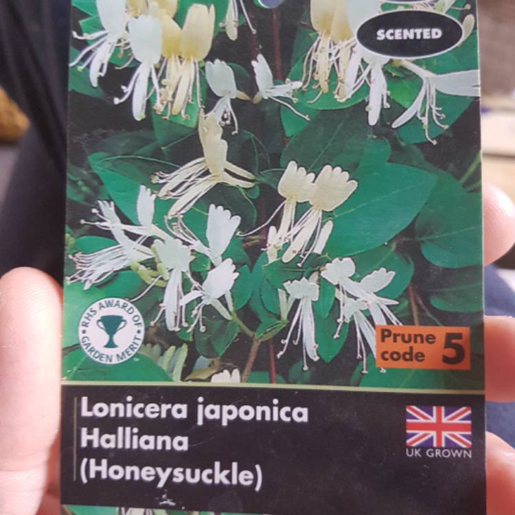 Plant image Lonicera japonica 'Halliana'