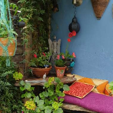 Sue's garden