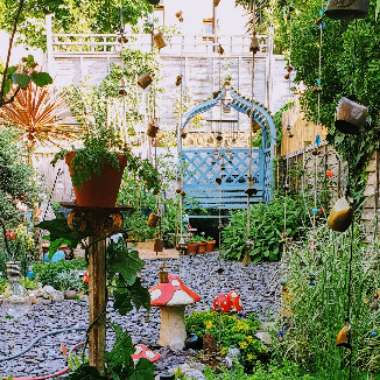 Sue's garden