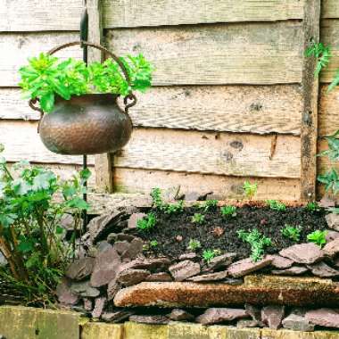 Sue's garden
