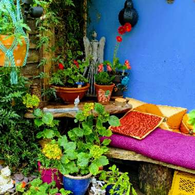Sue's garden