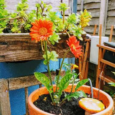 Sue's garden