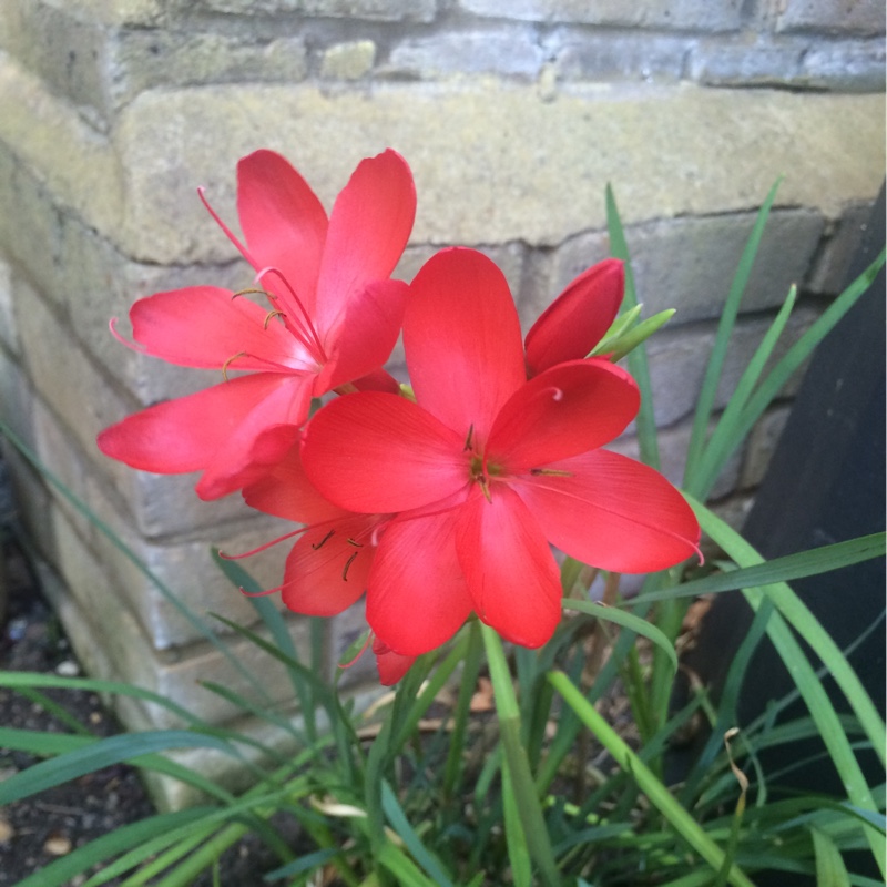 Lorna's garden