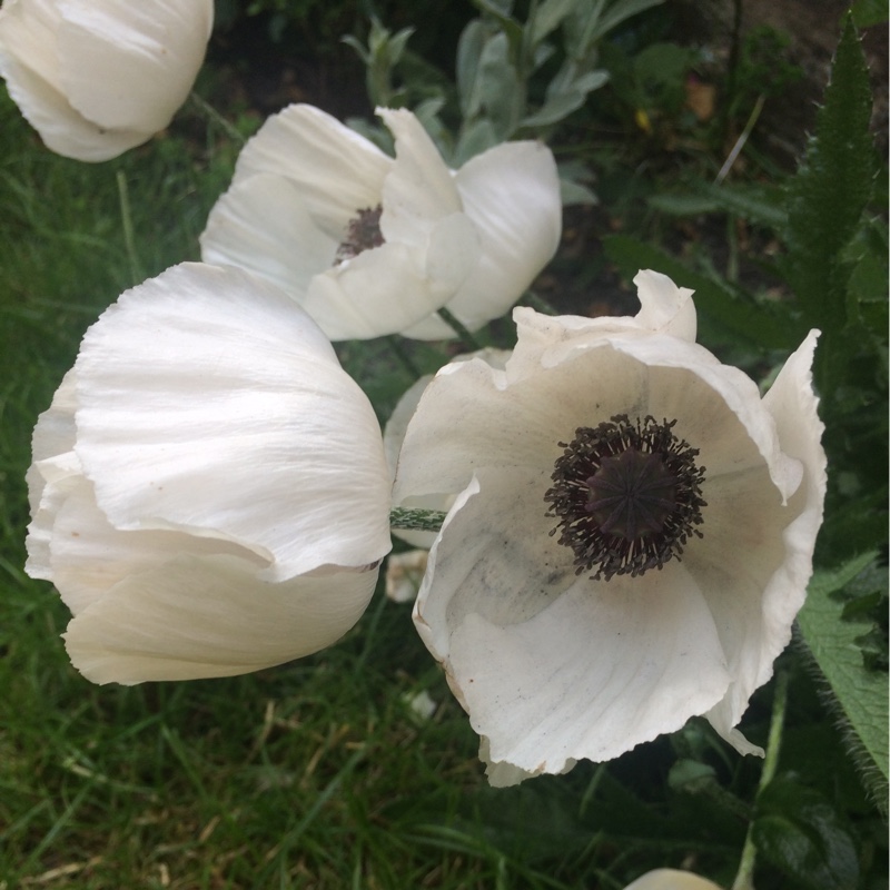 Lorna's garden