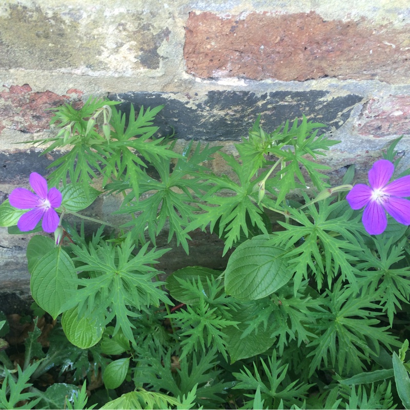 Lorna's garden