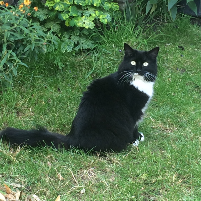 Lorna's garden