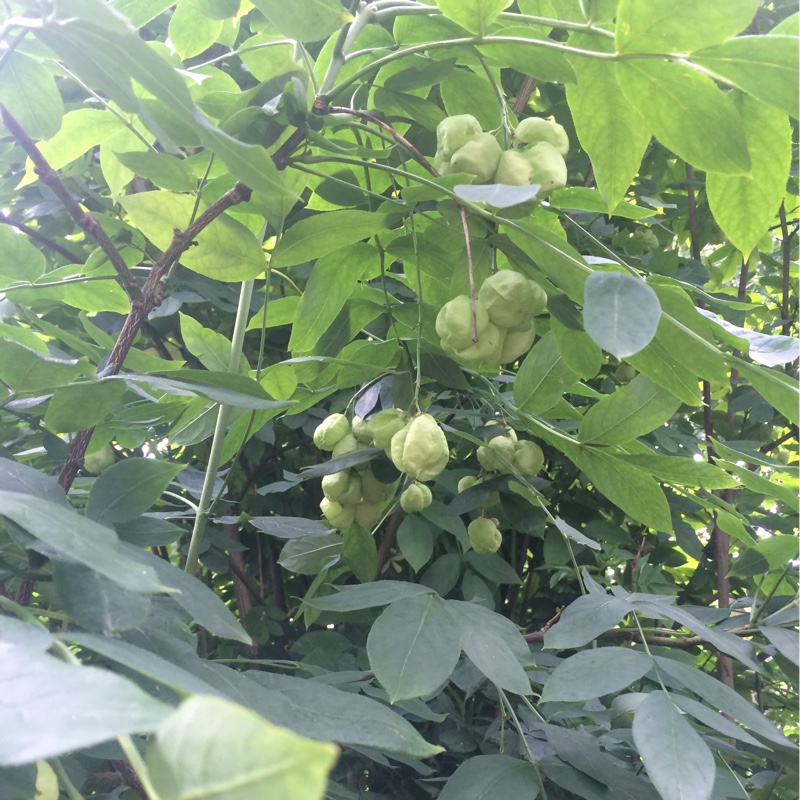 Lorna's garden