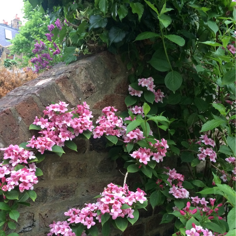 Lorna's garden