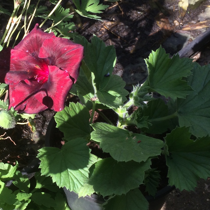 Lorna's garden