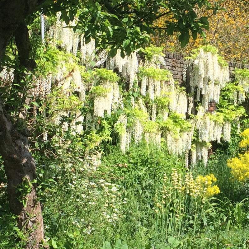 Lorna's garden