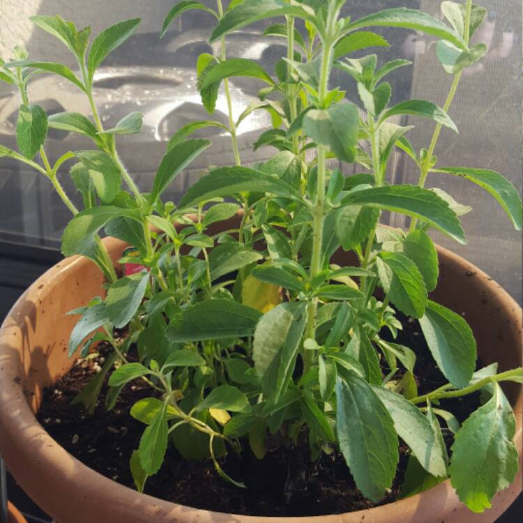 Plant image Stevia rebaudiana