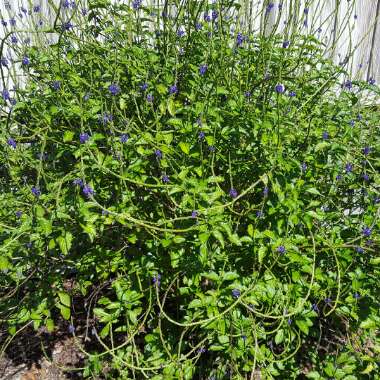 Brittney's garden