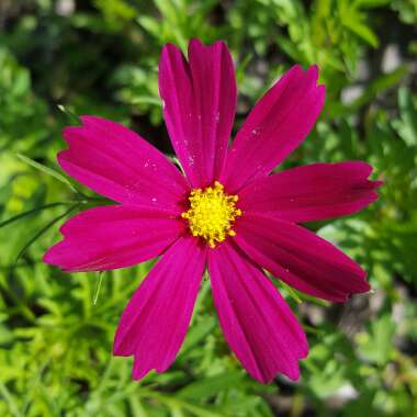 Cosmea 'Sonata Pink Blush'