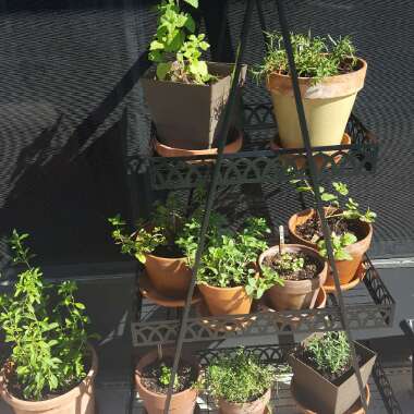 Brittney's garden