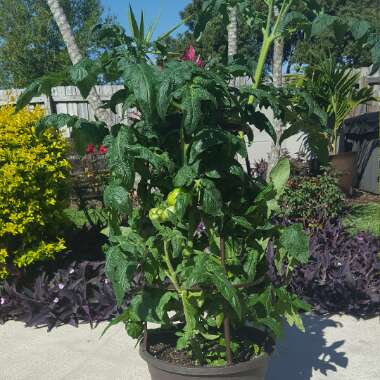 Bush Tomato 'Terenzo' (Cherry Tomato)