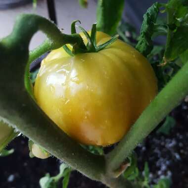 Solanum Lycopersicum var. cerasiforme 'Terenzo'