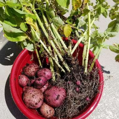 Brittney's garden