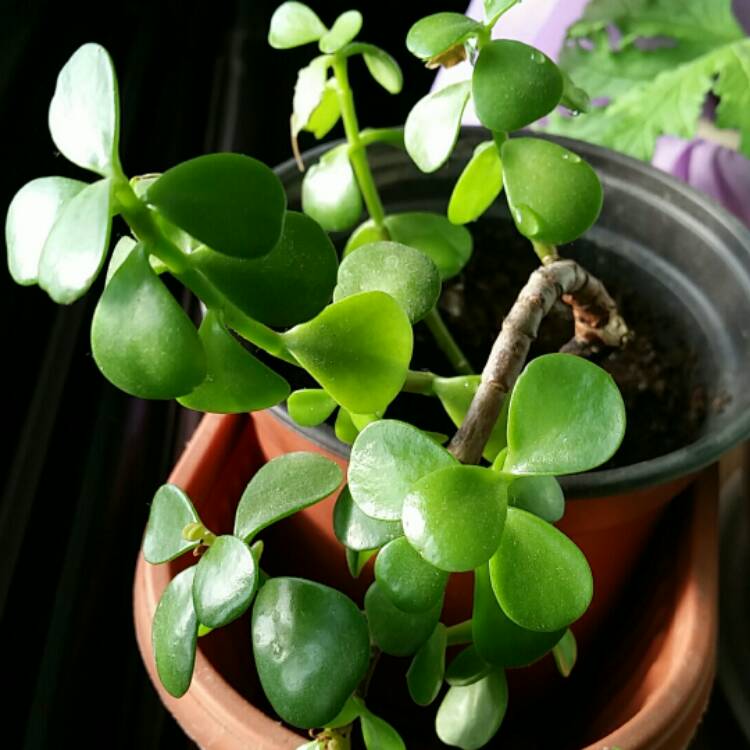 plant image 610110 plant image 610110