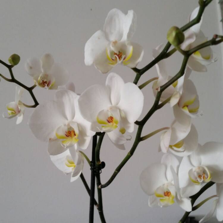 plant image 628740 plant image 628740