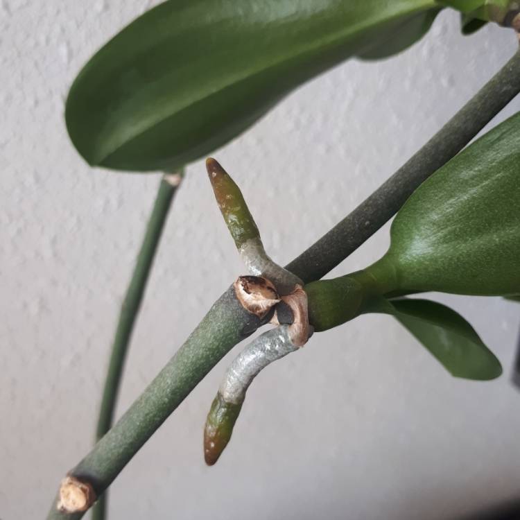 plant image 827914 plant image 827914