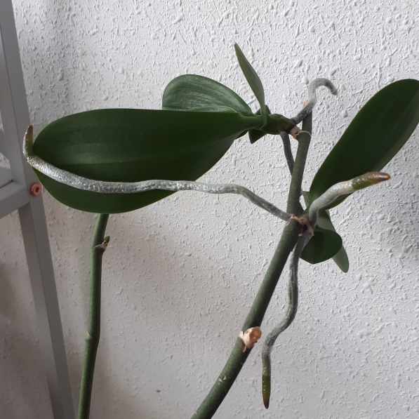 plant image 876688 plant image 876688