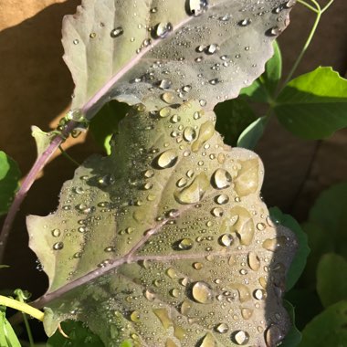 Broccoli 'Purple Sprouting'