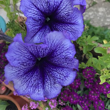 Petunia