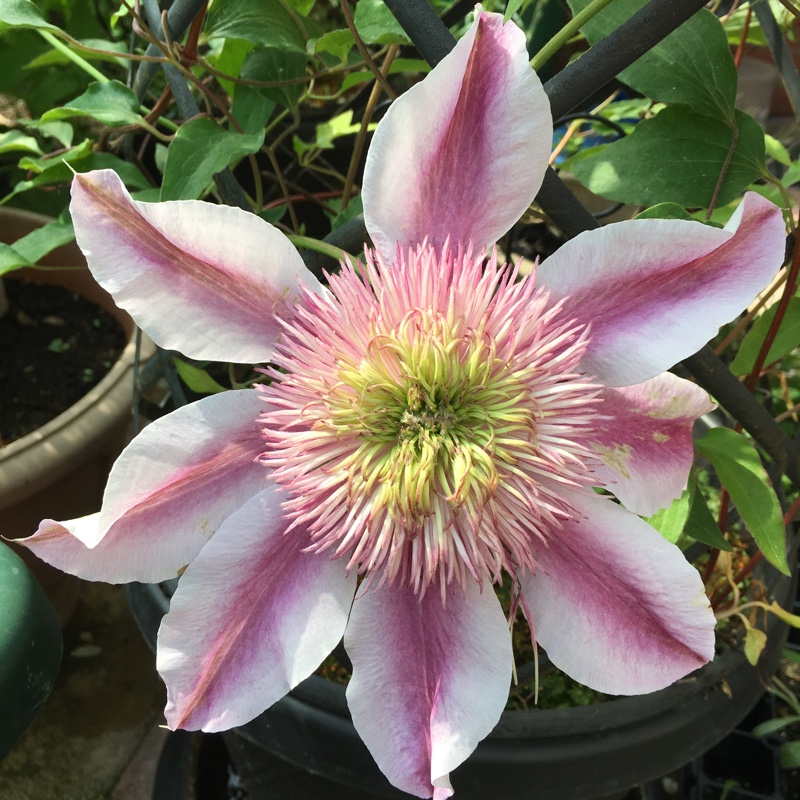 plant image 103945