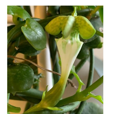 Ceropegia Sandersonii 