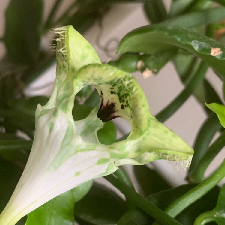 Plant image Ceropegia Sandersonii 