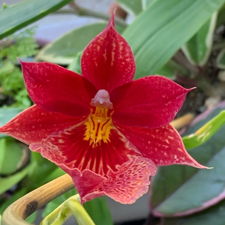 plant image 1199805