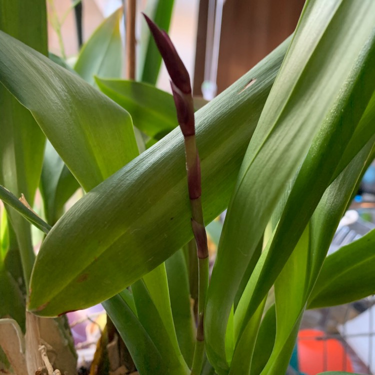 plant image 1218816 plant image 1218816