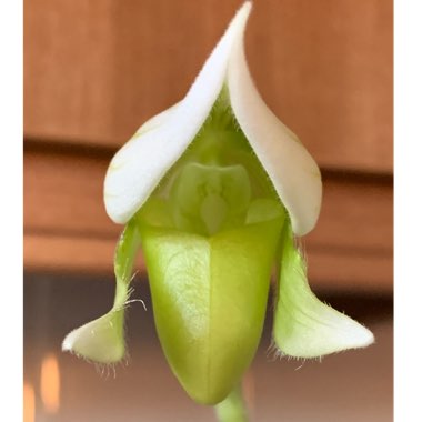 Cypripedium calceolus