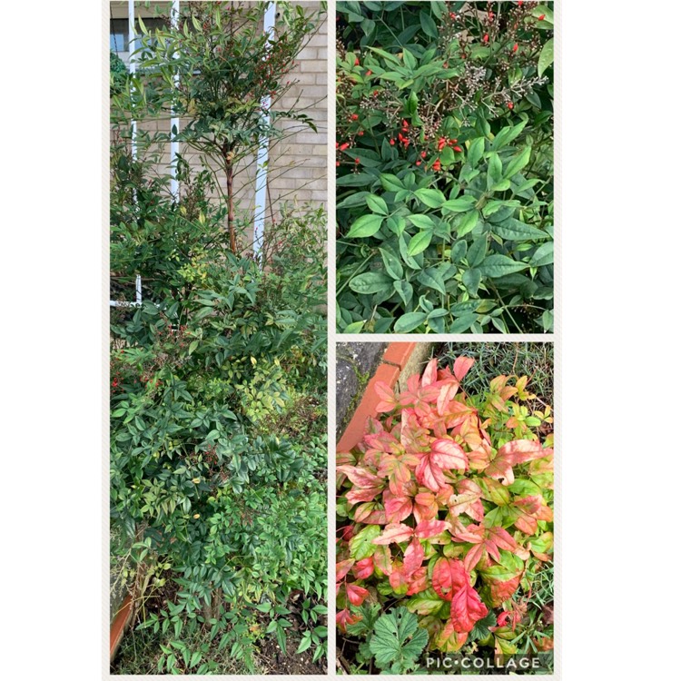 Plant image Nandina domestica 'Fire Power'