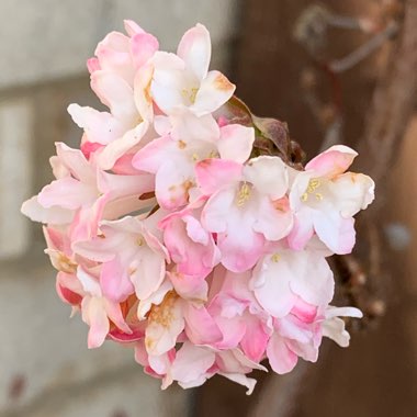 Viburnum x bodnantense 'Dawn'