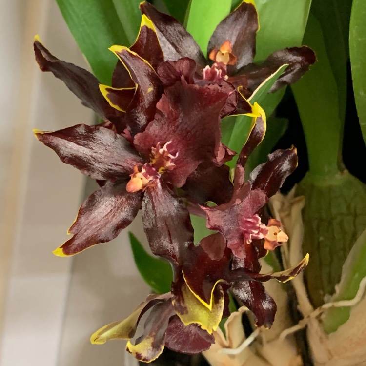 plant image 1233441 plant image 1233441