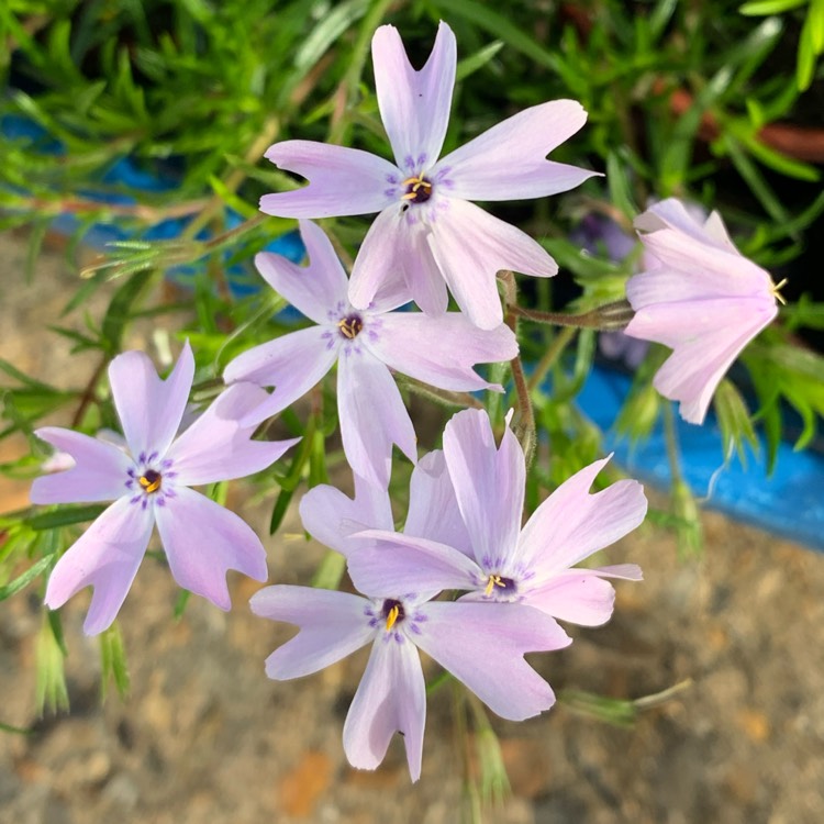 Plant image Phlox subulata 'Pharao Blue Eye' syn. Phlox subulata 'Pharaoh Blue Eye'